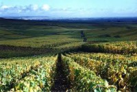 Mudança Climática Ameaça Produção na França